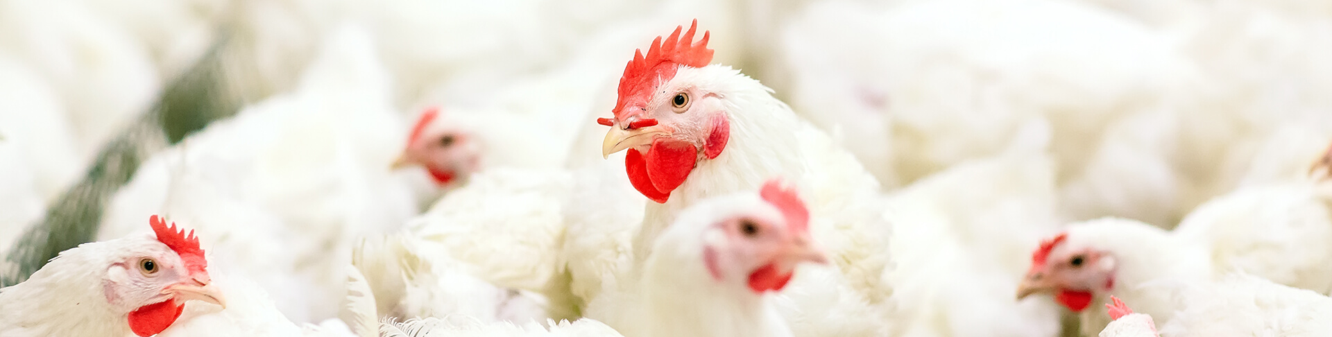 About Us Page Banner