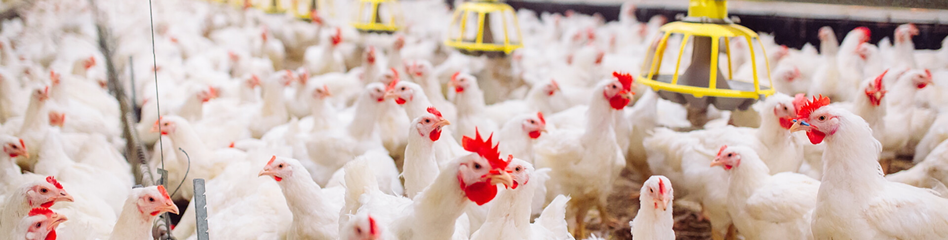 Contact Us Page Banner